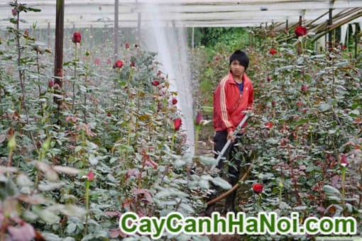 Cây hoa hồng gốc – hoa hồng Đà Lạt