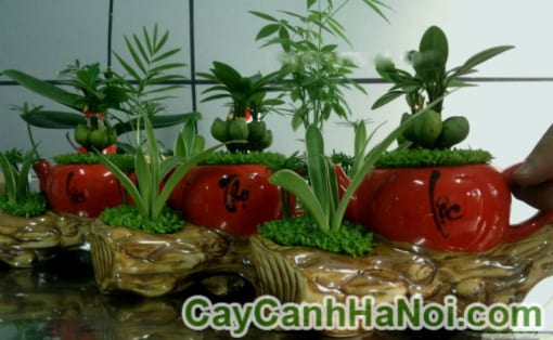 Cây May Mắn Ấm Trà Tiểu Cảnh