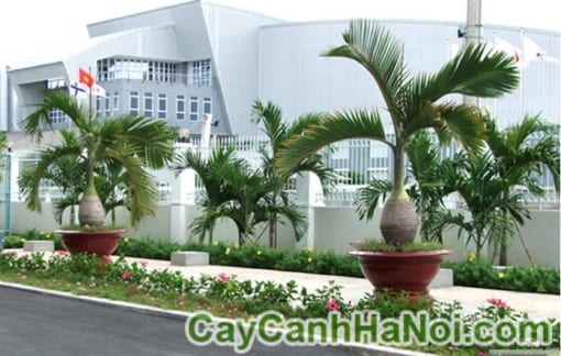 cay cau sam banh