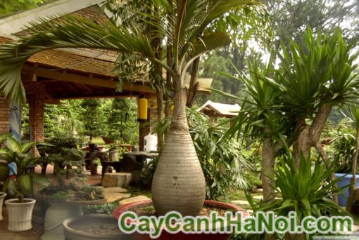 cay cau sam banh