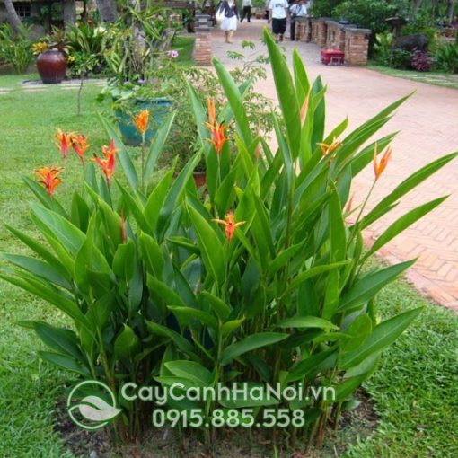 Cây chuối mỏ két có tên tiếng anh là Heliconia psittacorum