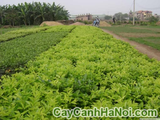 cay-chuoi-ngoc