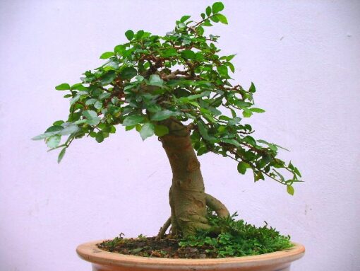 Cây duối bonsai