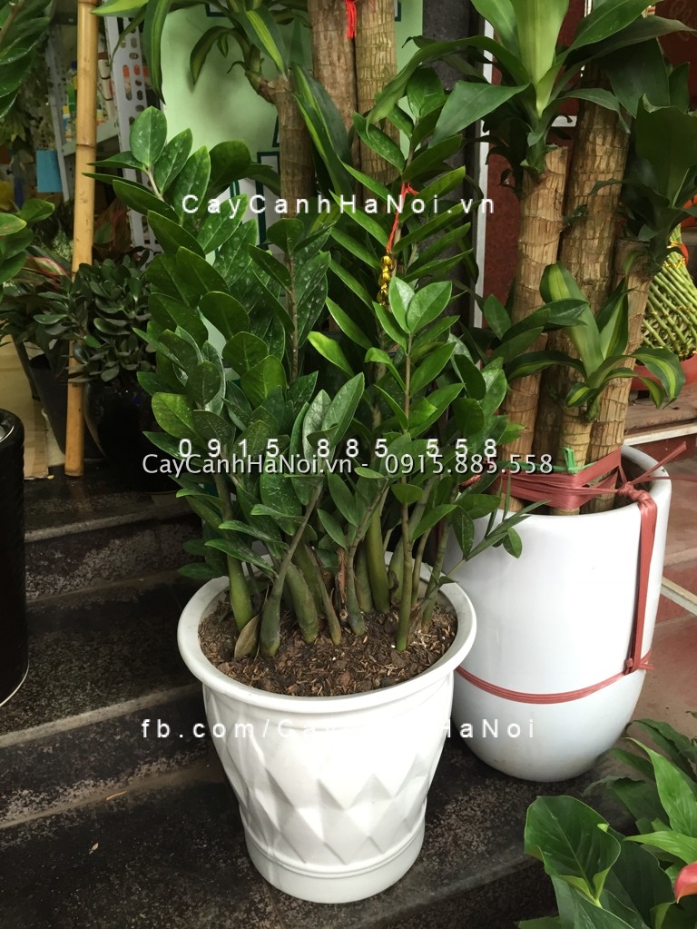 Ý nghĩa và tác dụng của cây kim phát tài Ý nghĩa và tác dụng của cây kim phát tài