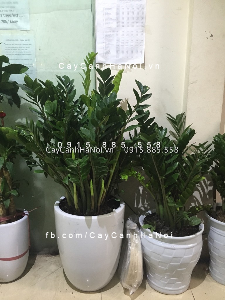 Ý nghĩa và tác dụng của cây kim phát tài Ý nghĩa và tác dụng của cây kim phát tài