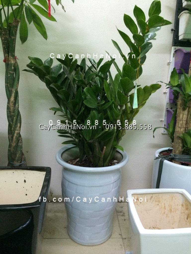 Ý nghĩa và tác dụng của cây kim phát tài Ý nghĩa và tác dụng của cây kim phát tài