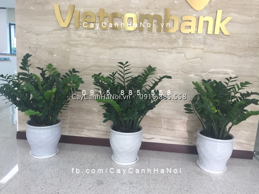 Ý nghĩa và tác dụng của cây kim phát tài Ý nghĩa và tác dụng của cây kim phát tài