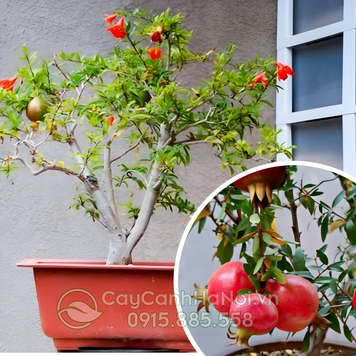 Cây lựu có thể chịu được nhiệt độ cao và độ ẩm thấp trong thời gian dài