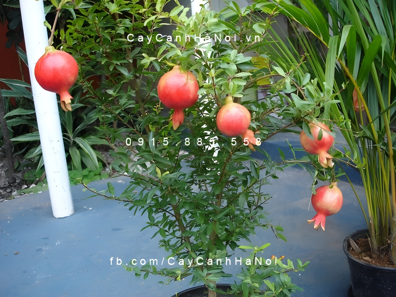 Những hạt lựu nhỏ bên trong mỗi quả tượng trưng cho con cháu đầy