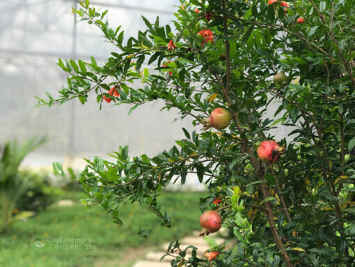 Đặc tính cây lựu