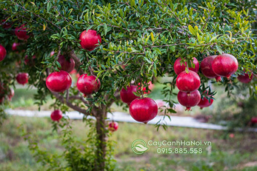 Lựu là cây ăn quả lâu năm