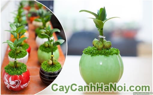 cây lâm lộc may mắn