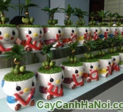 Cây May Mắn Phát Tài Chậu Bé Ôm Chữ