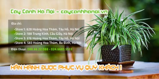 Địa chỉ bán cây cỏ lan chi tại Hà Nội