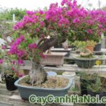 Cây Hoa Giấy Bonsai