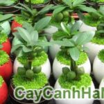 Cây Lâm Lộc – May Mắn