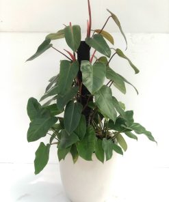 Cay-Saphia-Hong-Diep-Mon-Philodendron-erubesce-