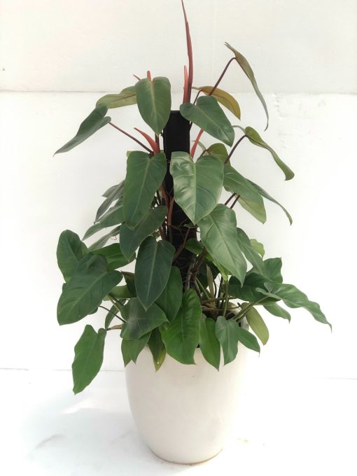 Cay-Saphia-Hong-Diep-Mon-Philodendron-erubesce-