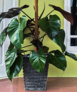 Cay-Saphia-Hong-Diep-Mon-Philodendron-erubesce-