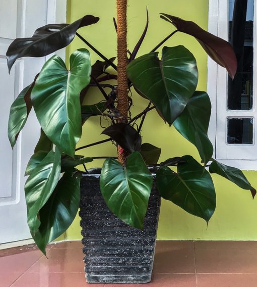 Cay-Saphia-Hong-Diep-Mon-Philodendron-erubesce-