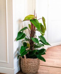 Cay-Saphia-Hong-Diep-Mon-Philodendron-erubesce-