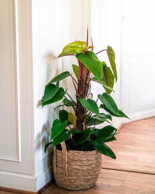 Cay-Saphia-Hong-Diep-Mon-Philodendron-erubesce-