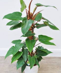 Cay-Saphia-Hong-Diep-Mon-Philodendron-erubesce-