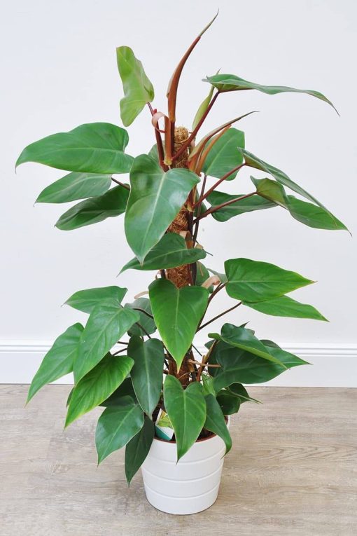 Cay-Saphia-Hong-Diep-Mon-Philodendron-erubesce-