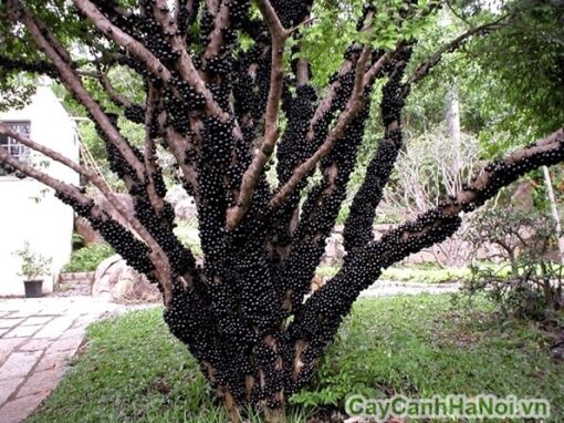 Cây Nho thân gỗ