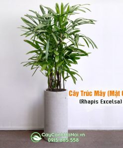 Cây trúc mây trồng chậu đá mài trục tròn màu xám