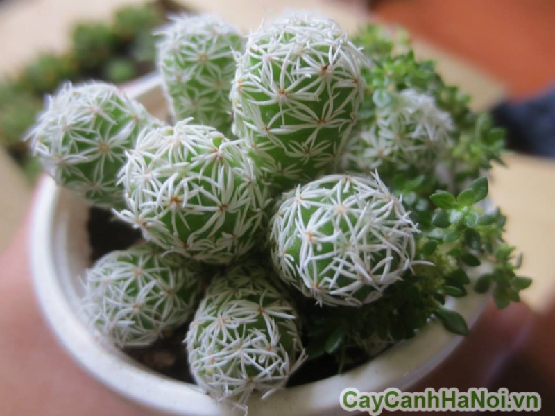 Ghé Cây Cảnh Hà Nội để tìm mua cây xương rồng cảnh giá tốt