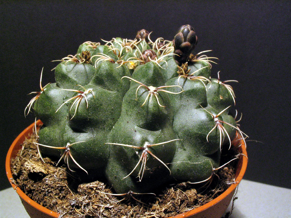 Gymnocalycium là một chi xương rồng đa dạng với hơn 70 loài