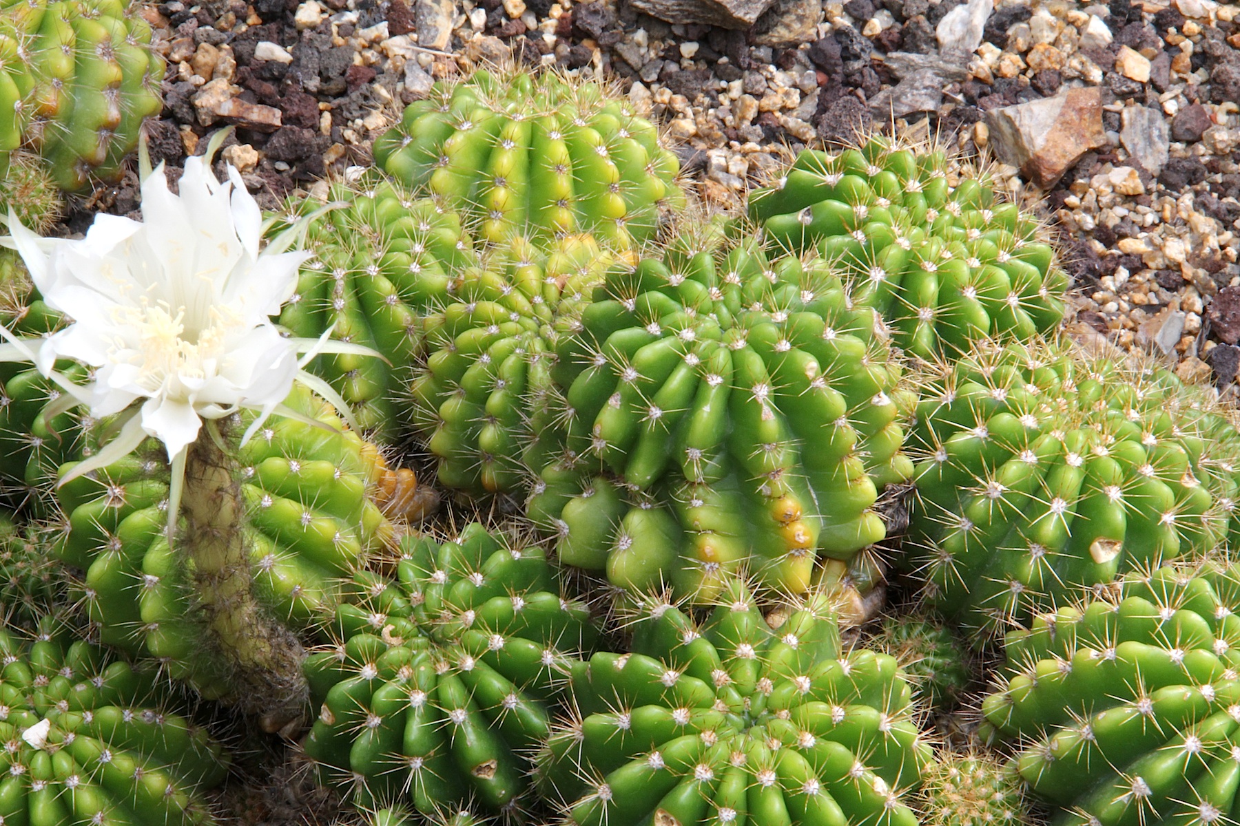 Echinopsis được ưa chuộng bởi vẻ đẹp hoa lộng lẫy