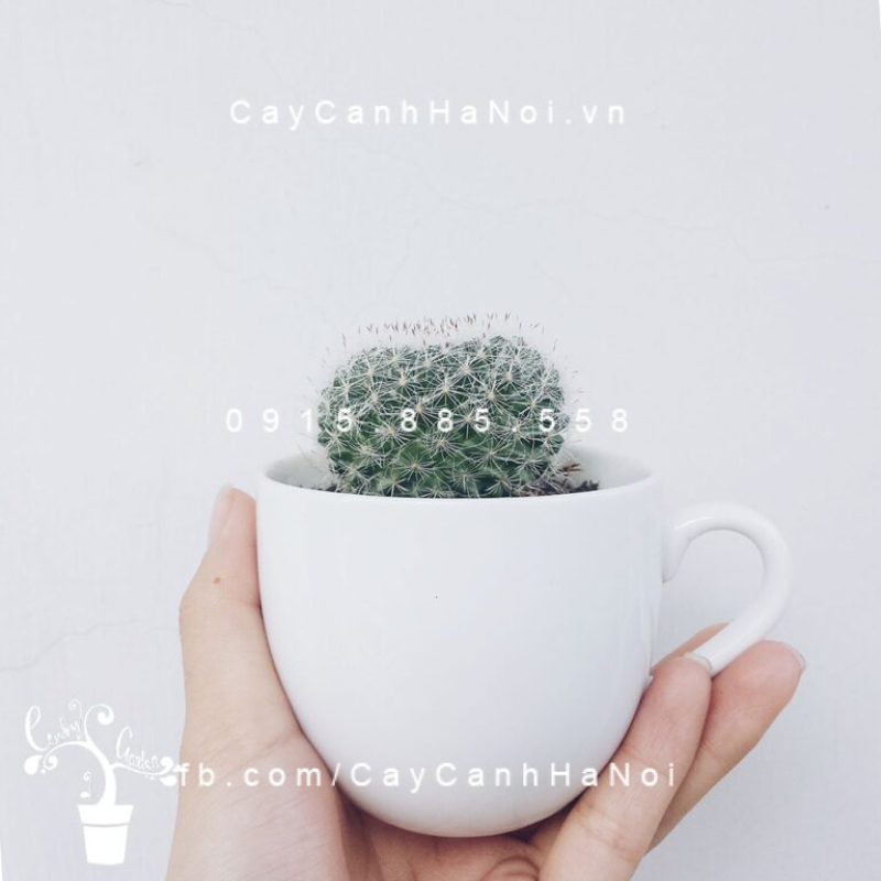 Các loại xương rồng mini thường là phiên bản nhỏ của các loài lớn hơn