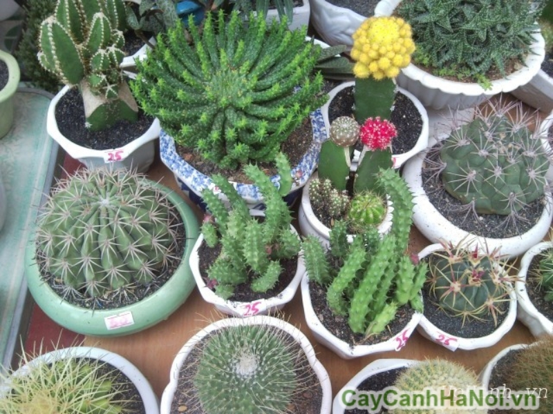 Cây xương rồng cảnh là biểu tượng của sự kiên định