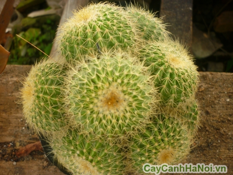 Kỹ thuật trồng đúng giúp cây xương rồng cảnh phát triển khỏe mạnh