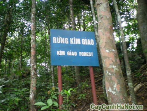 cây kim giao