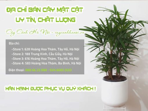 Địa chỉ bán cây mật cật trồng trong nhà đẹp