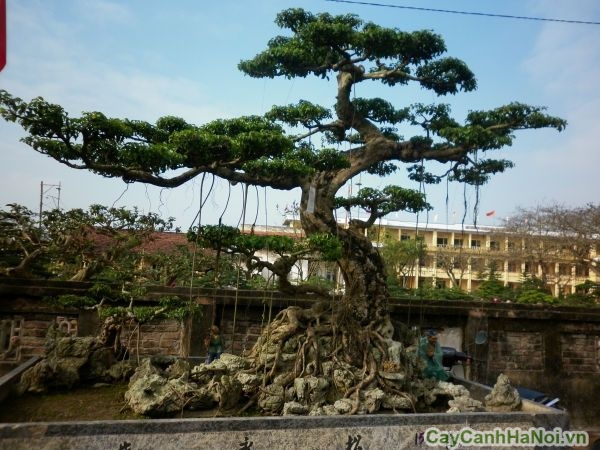 Tùng la hán phát triển chậm nhưng tuổi thọ cao, có thể sống hàng trăm năm
