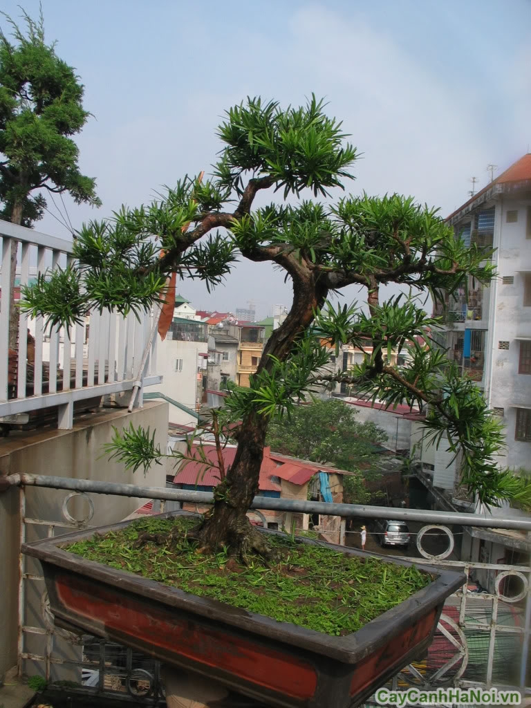 Tùng la hán thể hiện quyền lực qua dáng vẻ hiên ngang và thế tùng đẹp