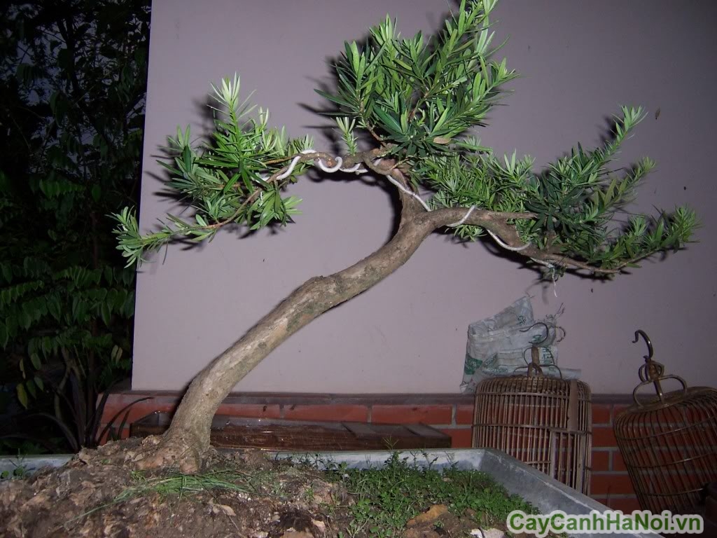 Kiểm tra và phát hiện kịp thời để loại bỏ các cành yếu, sâu bệnh cho cây