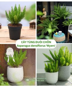 Cây tùng đuôi chồn