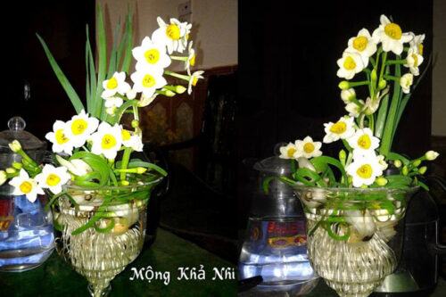 Hoa thuỷ tiên cho ngày tết