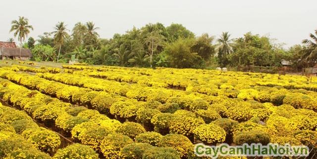 Hoa cúc mâm xôi ngày Tết