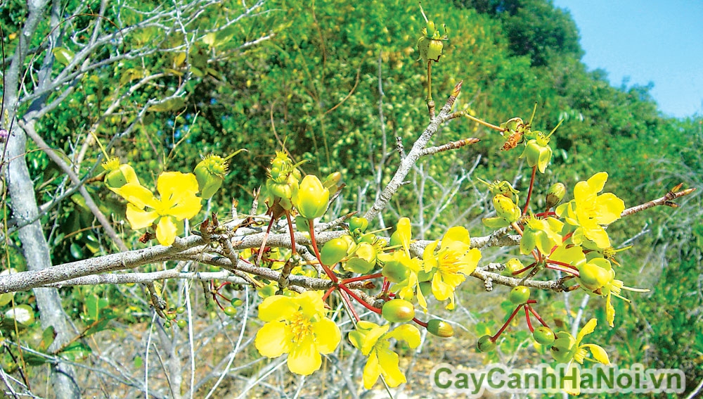 Cách trồng cây hoa mai tứ quý đúng kỹ thuật bằng phương pháp gieo hạt hiện đang được nhiều người áp dụng