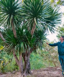 Cây Phát Tài Núi - Yucca elephantipes - Dứa diệp tiễn