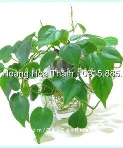 Cây Vạn Niên Thanh thủy canh