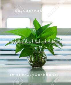 Cây Vạn Niên Thanh thủy canh