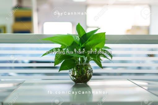 Cây Vạn Niên Thanh thủy canh