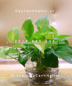 Cây Vạn Niên Thanh thủy canh